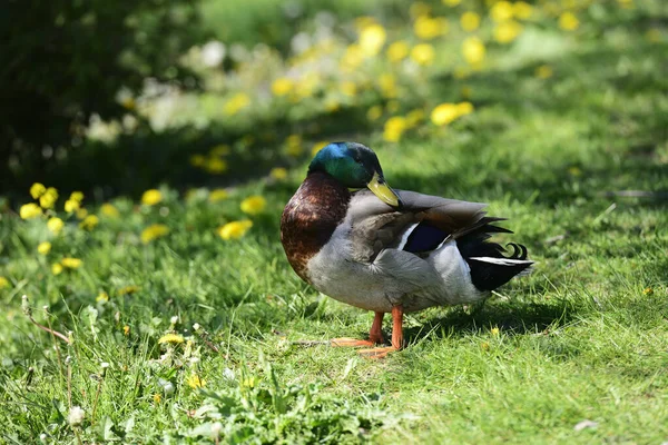 Duck Green Grass Sunny Day — Stock Photo, Image