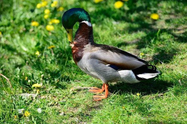 阳光明媚的日子里 鸭子躺在绿草上 — 图库照片