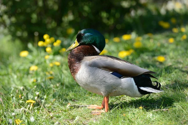 Pato Sobre Hierba Verde Día Soleado —  Fotos de Stock