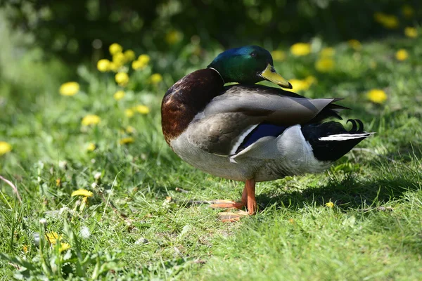 Pato Sobre Hierba Verde Día Soleado —  Fotos de Stock