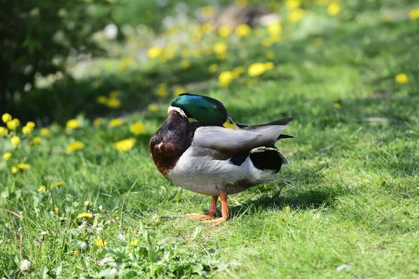 Ente Auf Grünem Gras Einem Sonnigen Tag — Stockfoto