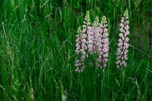 Finlandiya Yaz Ortasında Yeşil Çimenlerin Arasında Çiçek Açan Lupinler — Stok fotoğraf
