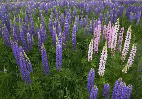 Campo Altramuces Florecientes Mediados Verano Finlandia —  Fotos de Stock