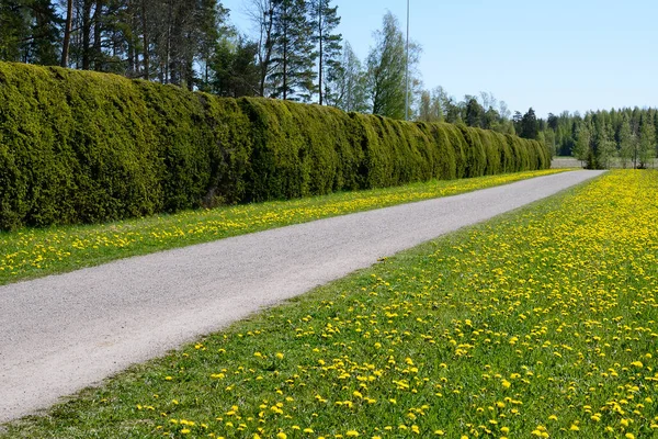 芬兰夏季沿着树篱的自行车道和人行道 — 图库照片