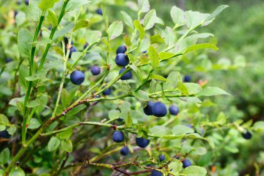 Finlandiya 'daki Nuuksio Ulusal Parkı' nda ormandaki olgun yabanmersinleri.