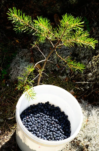 成熟的蓝莓在森林里一个白色的塑料桶里 紧挨着松树芽 — 图库照片