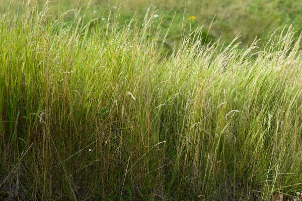 Close Van Weelderig Groen Gras Zomer — Stockfoto