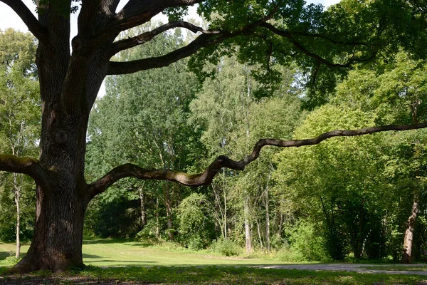 Beautiful Oak Tree Long Horizontal Branch Sunny Day — Stock Photo, Image