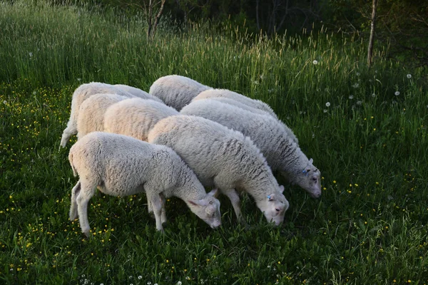 Sheeps Eating Grass Meadow Evening — Stock Photo, Image