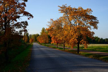 Asfalt yol boyunca sarı ve kırmızı yapraklı sonbahar ağaçları