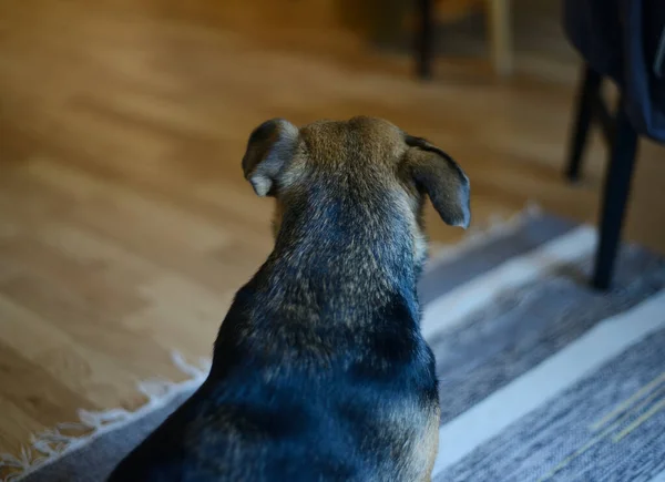 Cão Rafeiro Senta Quarto Com Costas Para Câmera — Fotografia de Stock
