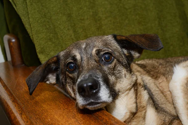 Perro Mestizo Encuentra Una Silla Mira Cámara — Foto de Stock