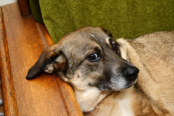 Kundel Pies Leży Krześle Patrzy Kamerę — Zdjęcie stockowe