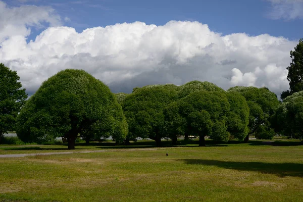 Täta Gröna Kronor Träd Parken Och Fågel — Stockfoto