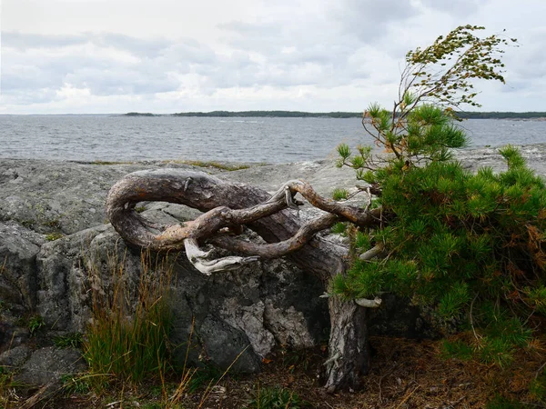 Crooked Pine Tree Growing Rock Finland Shores Baltic Sea — Stock Photo, Image
