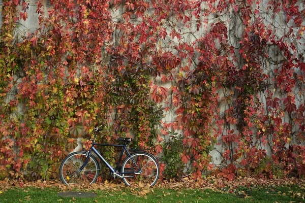 Vägg Täckt Med Gul Murgröna Och Cykel Hösten — Stockfoto