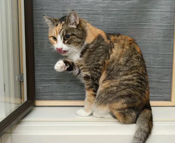 Γάτα Πλένεται Στο Περβάζι Του Παραθύρου — Φωτογραφία Αρχείου