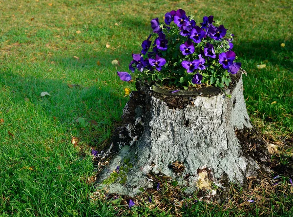 Blooming Pansies Tree Stump Green Lawn — Stock Photo, Image