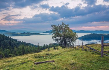 kalın sabah sis yaz ormanın içinde. gölet ormandaki kalın sabah sis. Sabah yatay yaz kalın sis. Sabahları yoğun sis. sabah erkenden. Orman siste gizleme.