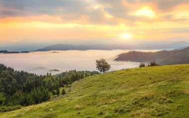 Dağlarda sis ve sıra sıra ağaçlarla kaplı bir manzara.