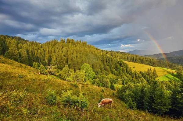 Стадо Коров Переходит Зеленый Летний Луг Фоне Неба Радугой — стоковое фото