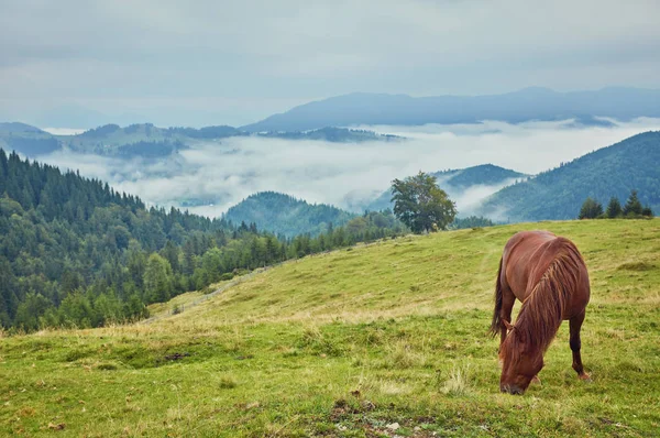 Коричневий Кінь Газоні Тлі Гір — стокове фото