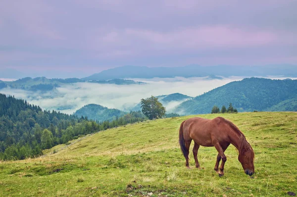 Brun Häst Betande Gräsmattan Bakgrund Berg — Stockfoto