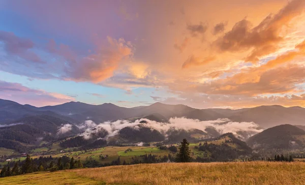 山の霧と木々の列の風景 — ストック写真