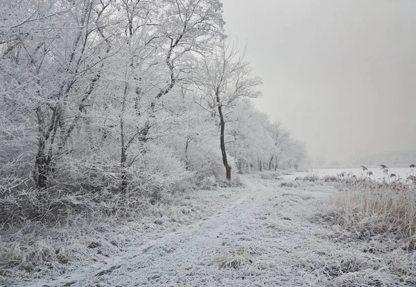 Şehir Parkındaki Güzel Kış Manzarası — Stok fotoğraf