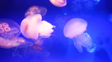 güzel jellyfishes mavi suda yüzen closeup görünümü