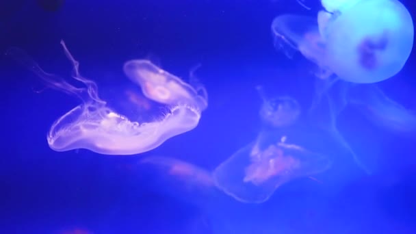 Closeup View Beautiful Jellyfishes Swimming Blue Water — Stock Video