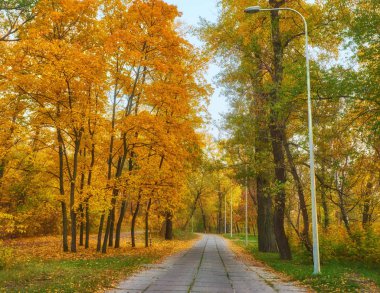 Renkli ağaçlar ve güneş ışığıyla dolu bir parkta güzel bir romantik sokak. sonbahar doğal arka plan