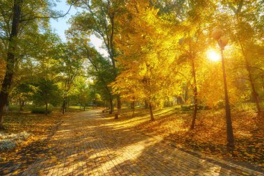 Renkli ağaçlar ve güneş ışığıyla dolu bir parkta güzel bir romantik sokak. sonbahar doğal arka plan