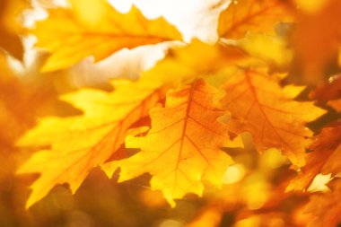 Güneşte sonbahar yaprakları. Sonbahar bulanık arkaplanı.