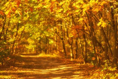 Renkli ağaçlar ve güneş ışığıyla dolu bir parkta güzel bir romantik sokak. sonbahar doğal arka plan