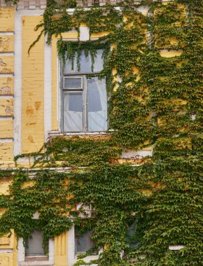 Liana windows etrafında. Windows içinde büyümüş üzüm gizli