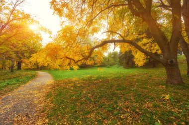 Renkli ağaçlar ve güneş ışığıyla dolu bir parkta güzel bir romantik sokak. sonbahar doğal arka plan