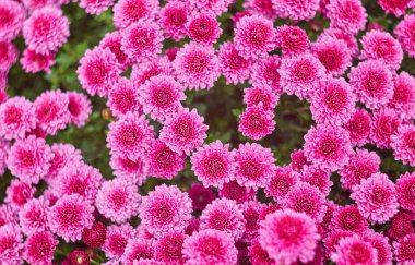 Sonbahar varicoloured kasımpatı çiçeği kötü çizgili arka plan