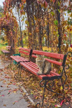 Yalnız tekir kedi bankta oturmuş