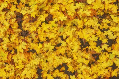 Güzel çok renkli sonbahar yaprakları yağmur damlaları ile karanlık ıslak asfalt zemin üzerine bırakır. Sonbahar