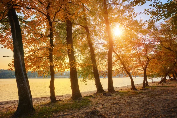 Bela Ruela Romântica Parque Com Árvores Coloridas Luz Solar Outono — Fotografia de Stock