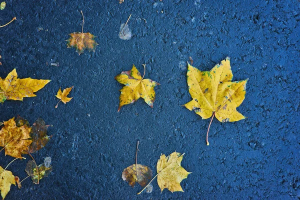 Beautiful Multicolor Autumn Leaves Leaves Rain Drops Dark Wet Asphalt — Stock Photo, Image