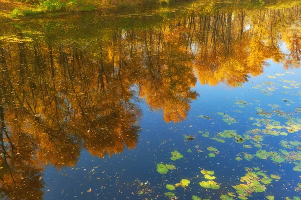 Automne Arbres Colorés Sous Soleil Matin Reflétant Dans Rivière Tranquille — Photo