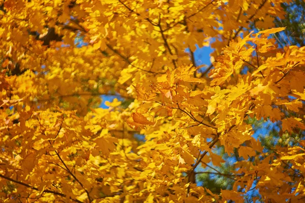Folhas Faia Outono Decorar Uma Bela Natureza Bokeh Fundo Com — Fotografia de Stock