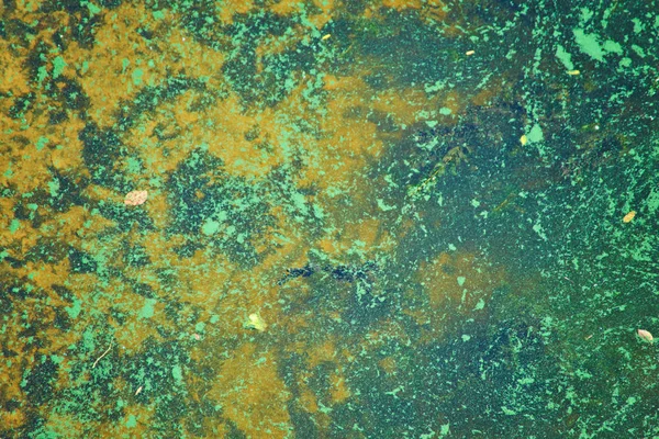 Algas Verdes Superfície Água Água Com Floração Como Fundo Textura — Fotografia de Stock
