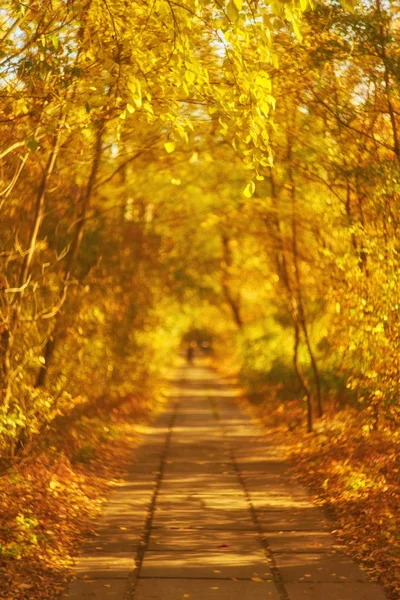 Bellissimo Vicolo Romantico Parco Con Alberi Colorati Luce Del Sole — Foto Stock