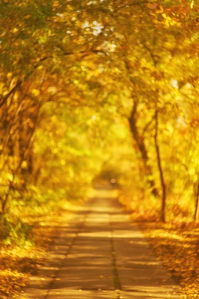 Colori Autunnali Rossi Colorati Nella Foresta Con Una Strada Sole — Foto Stock