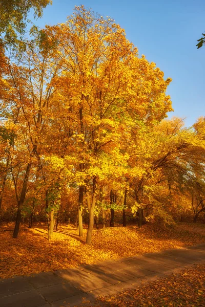 Bela Ruela Romântica Parque Com Árvores Coloridas Luz Solar Outono — Fotografia de Stock