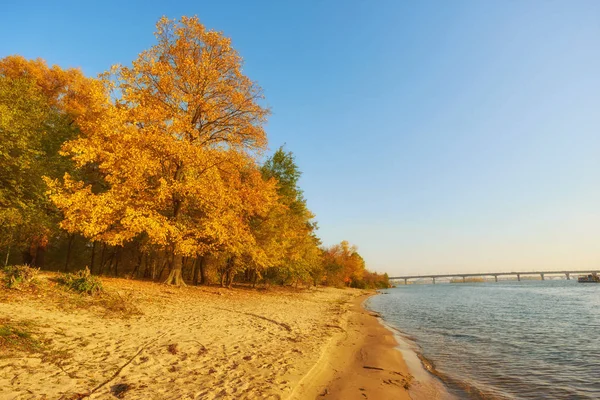 Herfst Bomen Buurt Van Rivier Bladeren Zand Landschap Zonnige Dag — Stockfoto