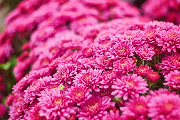 Rote Chrysanthemen Floralen Geschäft Nahtlose Muster Blumen Hintergrund Strauß Rotgelber — Stockfoto